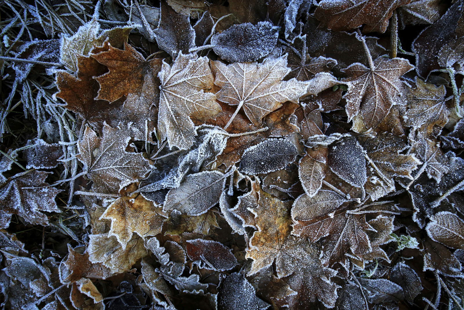 Frozen Leafs